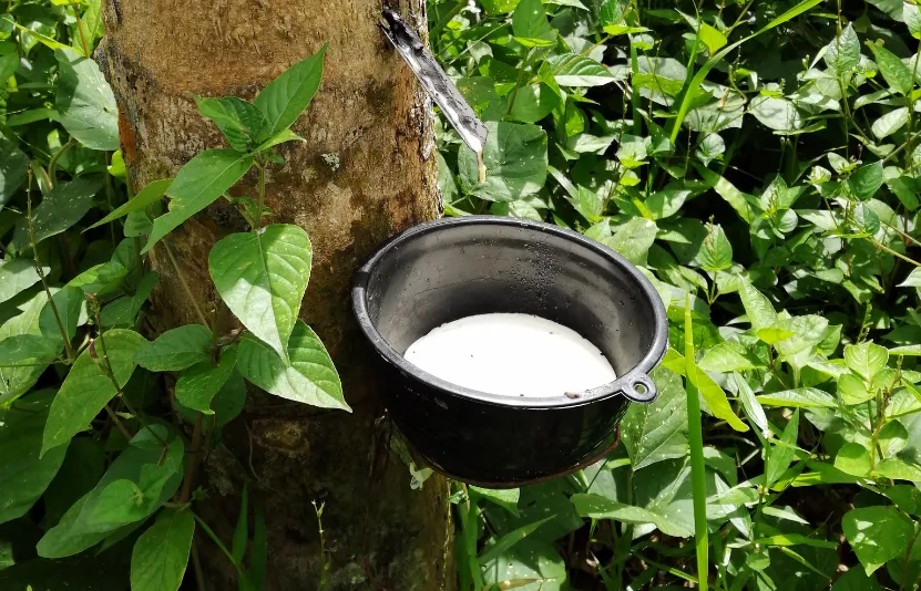 Giá cao su phục hồi nhờ cầu ngày 19/09/2025